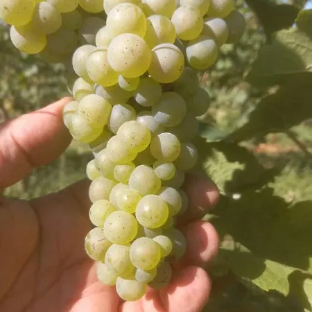 农家乐 Fioralba 波尔佩纳泽德尔加尔达