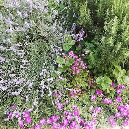 팜스테이 Fioralba *